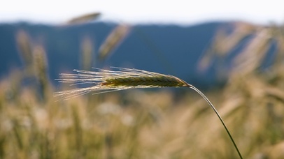 随风摇摆的狗尾草