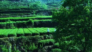 茶山漫步