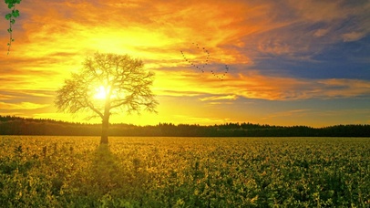 浪漫花海，温馨晚霞