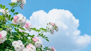 小清新蔷薇花