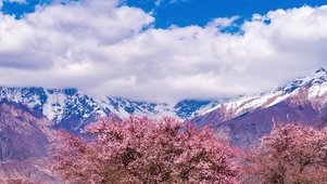 4K西藏旅游风景林芝索松村桃花