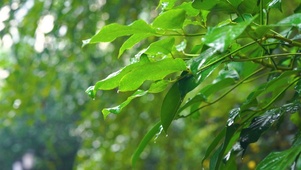 绿植