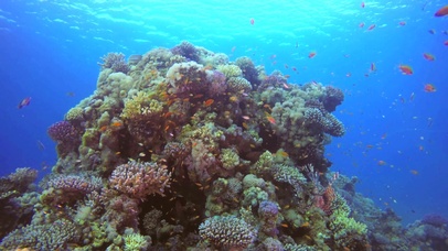 4K唯美海底世界