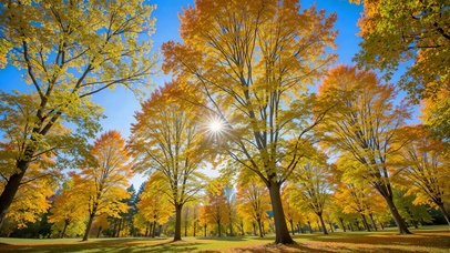 蓝天下秋林黄页