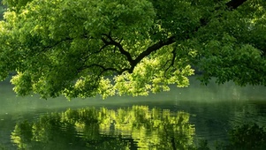护眼树木绿景