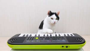 猫和钢琴