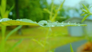 护眼晨露 4K