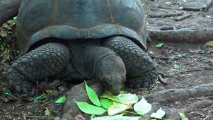 坦桑尼亚大乌龟