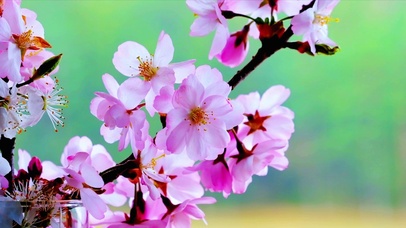 春暖花开 4K
