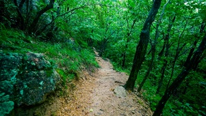 细雨绿林小路