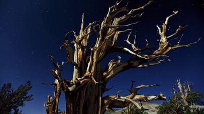 星空枯树