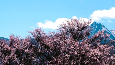 4K川西著名5A景区索松村桃花