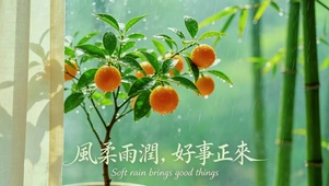 雨后小金桔