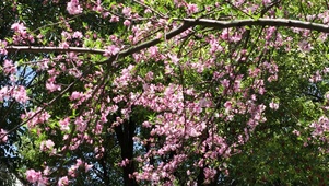 春天鲜花盛开植物