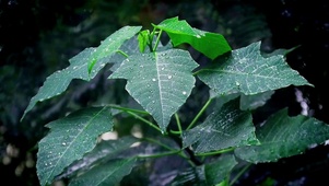 雨珠落叶