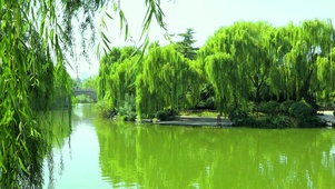 绿水柳树