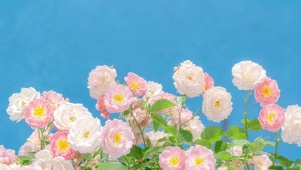 蓝底朦胧蔷薇