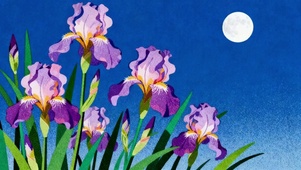 月夜 鸢尾