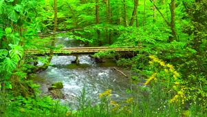 绿林小桥流水 