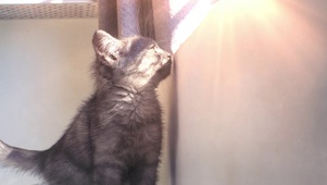 小猫望向窗台