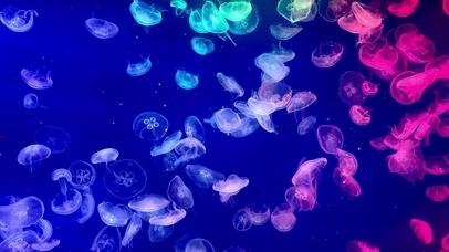 水母