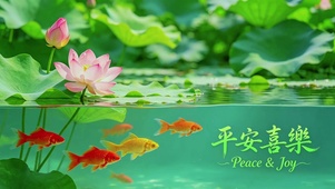 荷塘锦鲤，平安喜乐