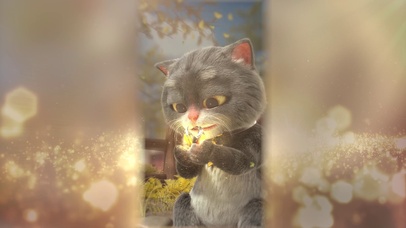 班布猫-破蛹成蝶