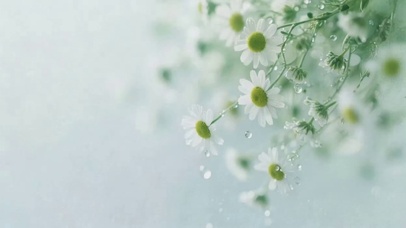清新洋甘菊