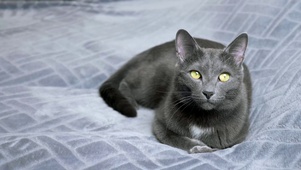 一二三木头猫
