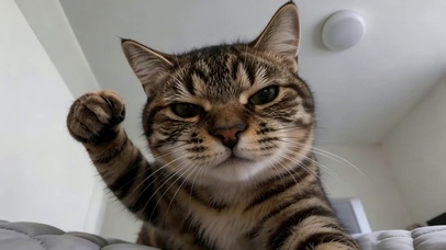 可爱狸花猫