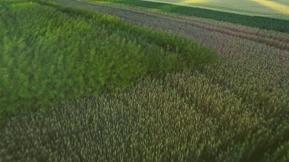 4K 高清 风景秀丽的麦田