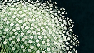 满天星小花