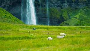 草原瀑布羊羔