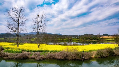 自然风光蓝天白云河流油菜花