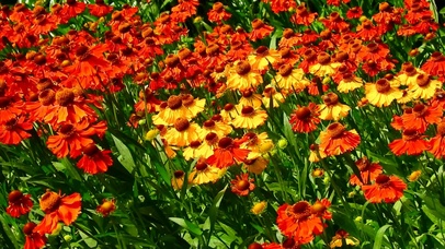 【4K】随风荡漾的太阳花草原