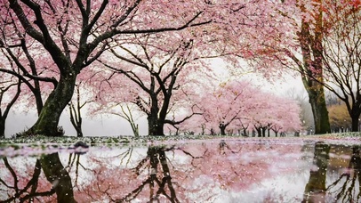 春雨樱花