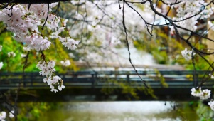 樱花春雨