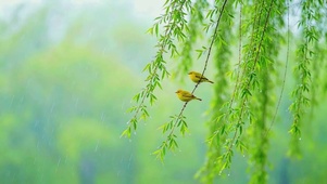 春风细雨，两只黄鹂鸣翠柳