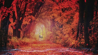 误入仙境，迷恋往返