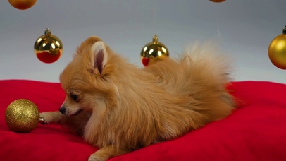 红毯上玩球的博美