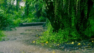 护眼放松雨景