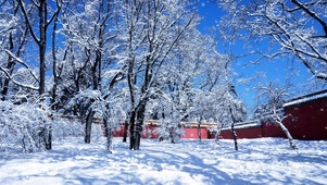 唯美冬季雪景雪花飘落