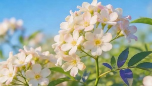 护眼花草树木带鱼屏