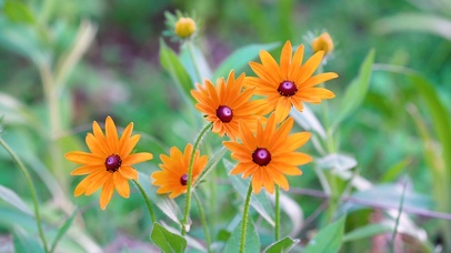 4k唯美夏日菊花鲜花花卉意境