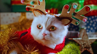 4K一脸懵逼猫星人