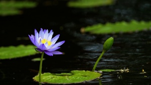 蓝莲花-4k