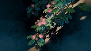 粉绒栖枝合欢花