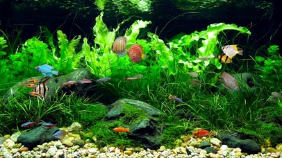 护眼绿草水族箱