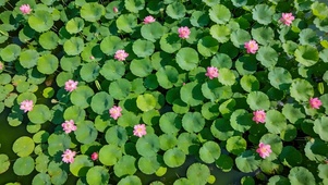 护眼小清新