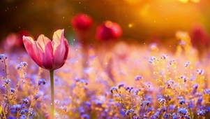 唯美花儿壁纸